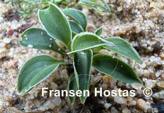 Hosta Pierced Mouse Ears