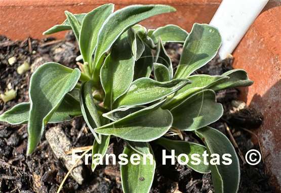 Hosta Pierced Mouse Ears