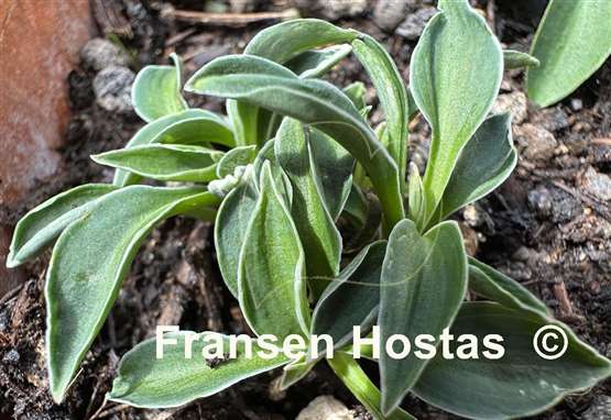 Hosta Pierced Mouse Ears