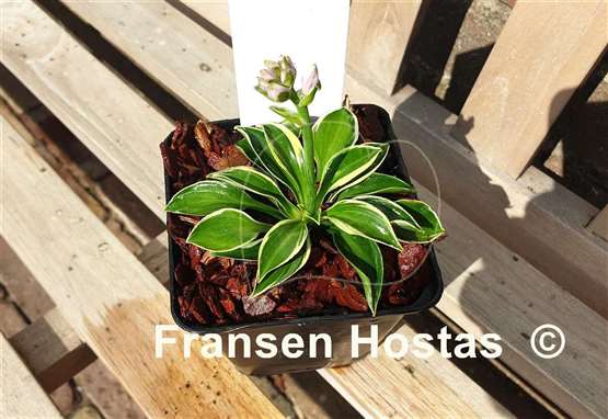 Hosta Pierced Mouse Ears