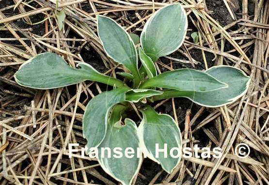 Hosta Pierced Mouse Ears