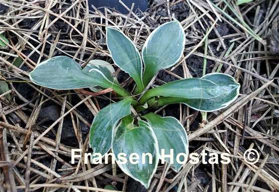 Hosta Pierced Mouse Ears