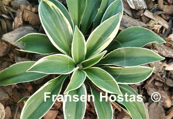 Hosta Pierced Mouse Ears