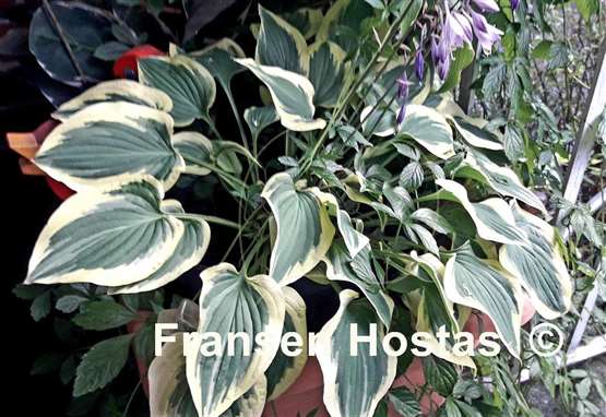 Hosta Pilgrim