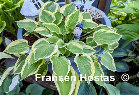 Hosta Pilgrim