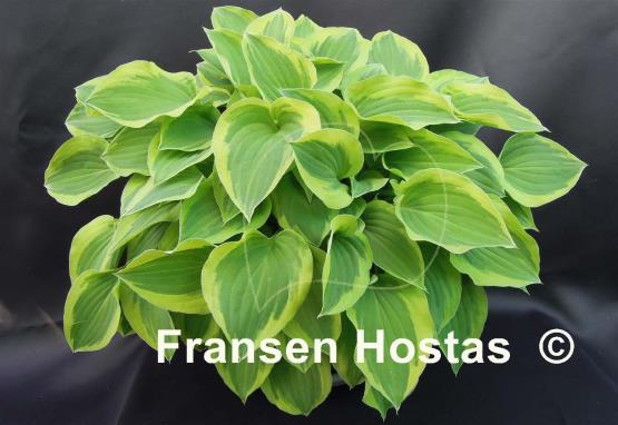 Hosta Pilgrim