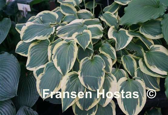 Hosta Pilgrim