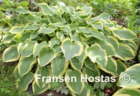 Hosta Pilgrim