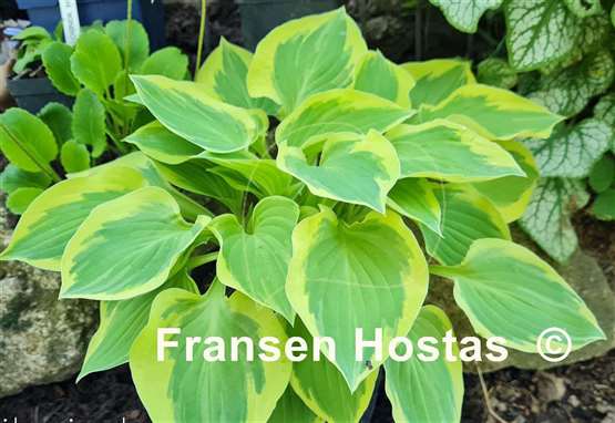 Hosta Pilgrim