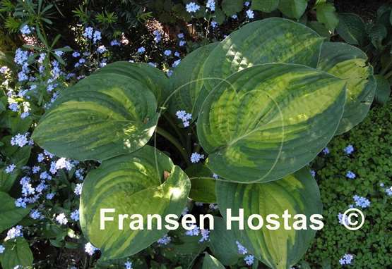 Hosta Pin Stripe Sister