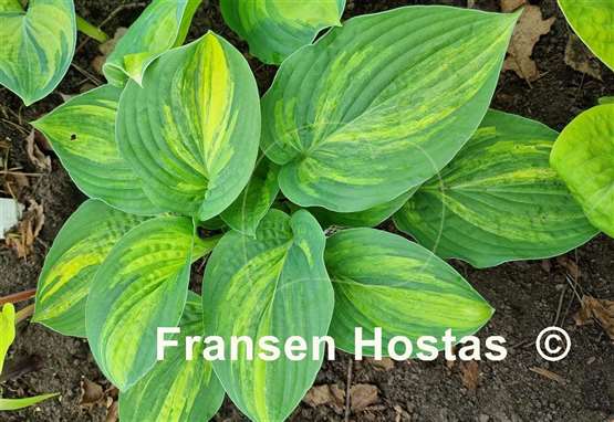Hosta Pin Stripe Sister