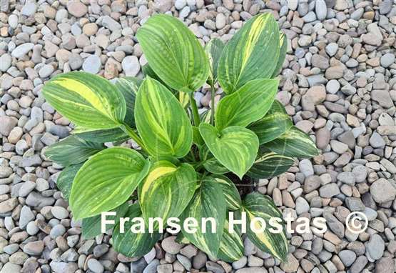 Hosta Pin Stripe Sister