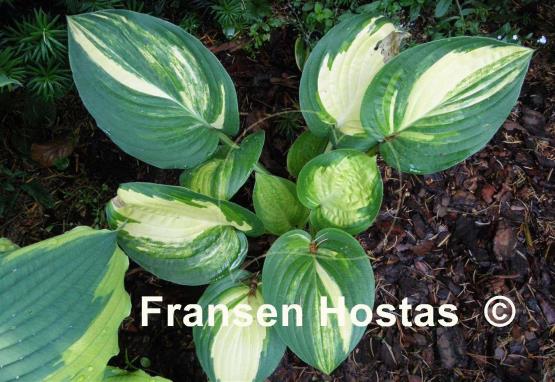 Hosta Pin Stripe Sister