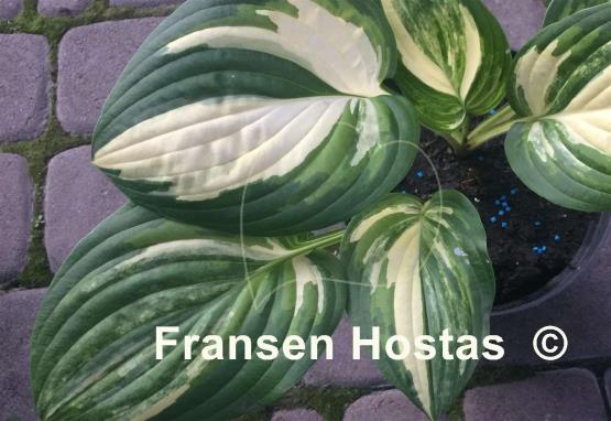 Hosta Pin Stripe Sister