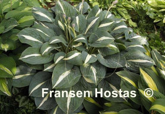 Hosta Pin-Up