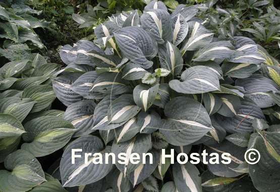 Hosta Pin-Up