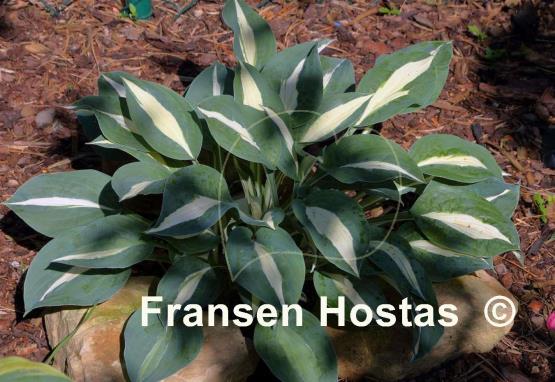 Hosta Pin-Up