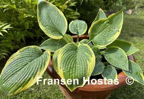 Hosta Pin-up Girl
