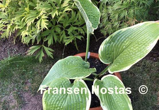 Hosta Pin-up Girl