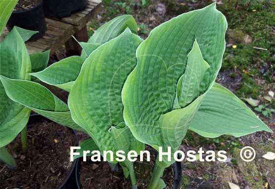 Hosta Pin-up Girl