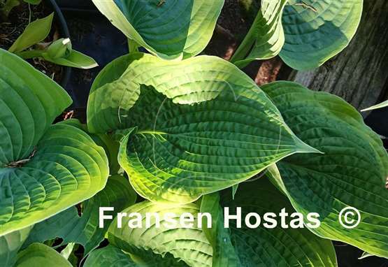 Hosta Pin-up Girl