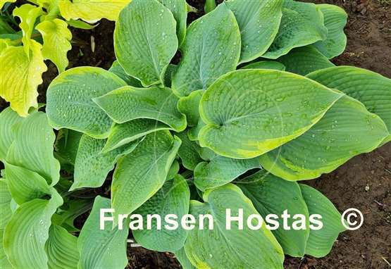 Hosta Pin-up Girl