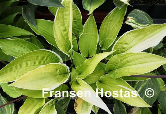 Hosta Pinani Island Surf