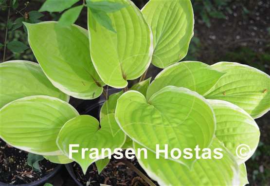 Hosta Pinani Island Surf