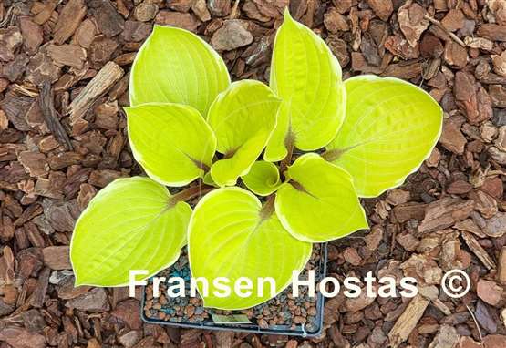 Hosta Pinani Island Surf