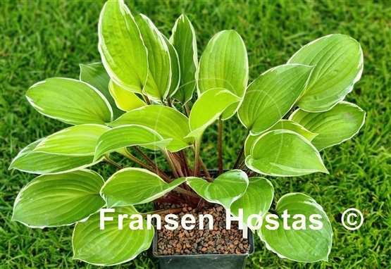 Hosta Pinani Island Surf