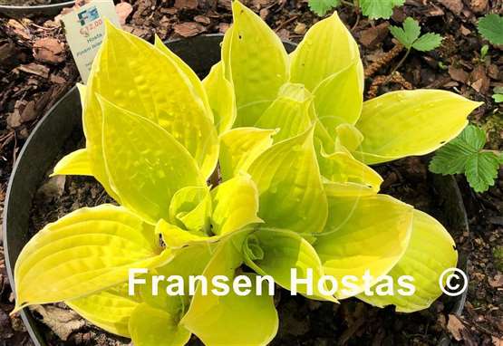 Hosta Pinani Island Surf