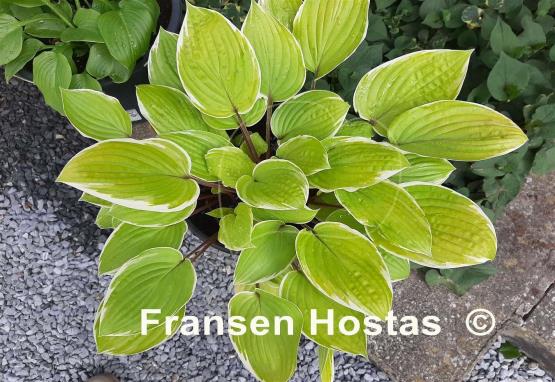 Hosta Pinani Island Surf