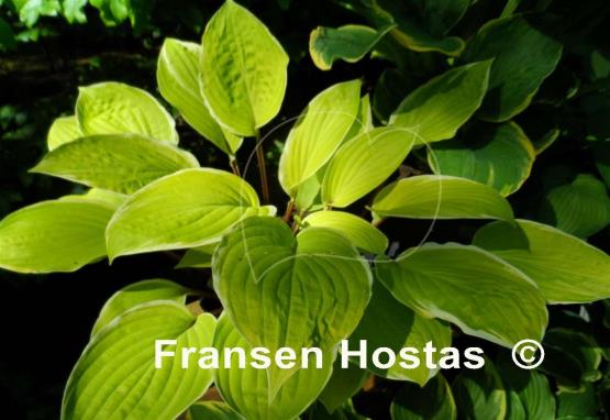 Hosta Pinani Island Surf