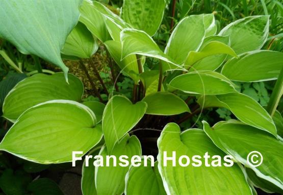 Hosta Pinani Island Surf