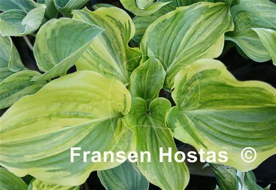 Hosta Pinball Wizard