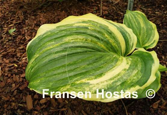 Hosta Pinball Wizard