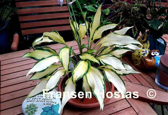 Hosta Pineapple Express