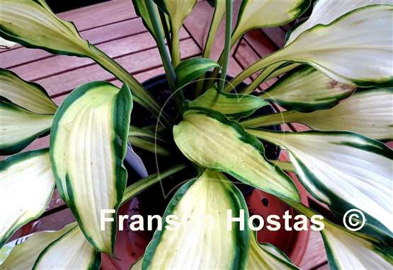 Hosta Pineapple Express