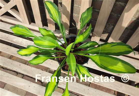 Hosta Pineapple Express