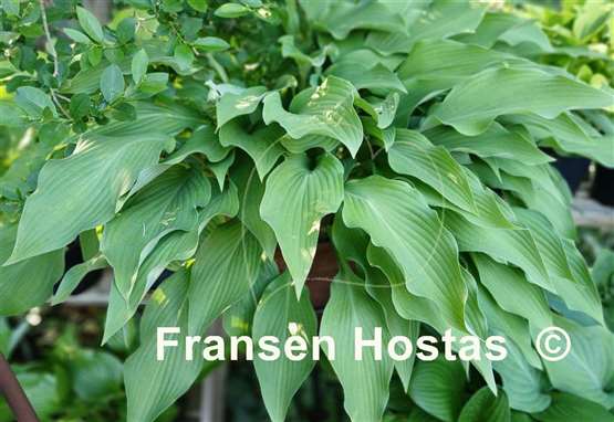 Hosta Pineapple Poll