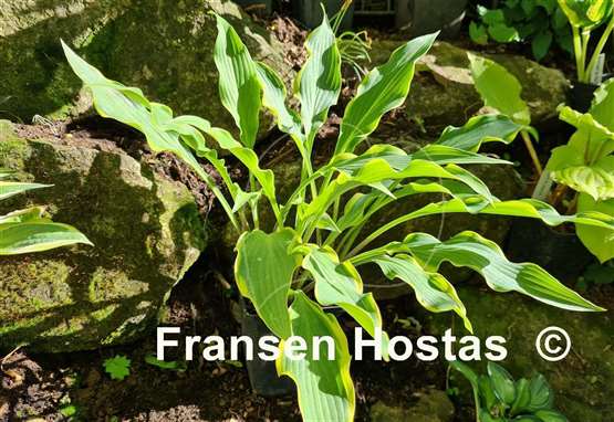 Hosta Pineapple Punch