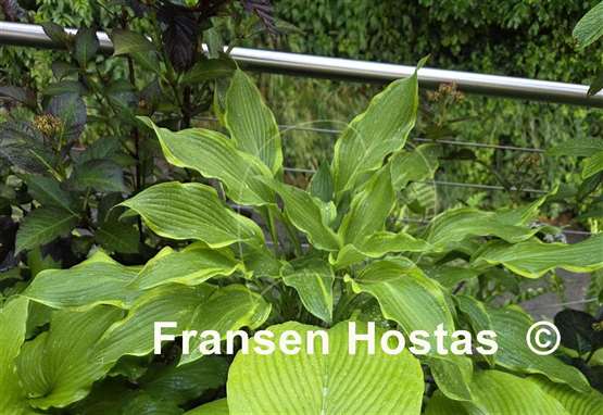 Hosta Pineapple Punch