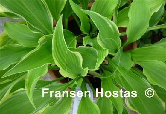 Hosta Pineapple Punch