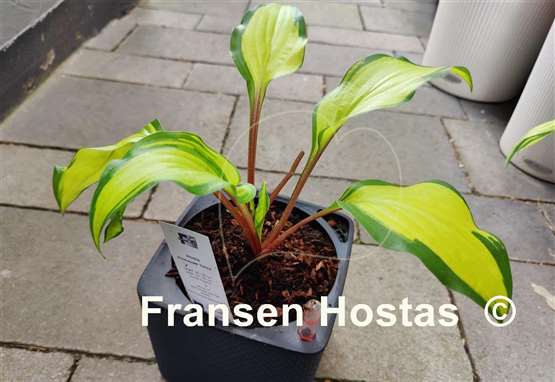 Hosta Pineapple Salsa