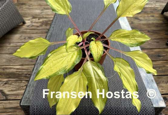 Hosta Pineapple Salsa