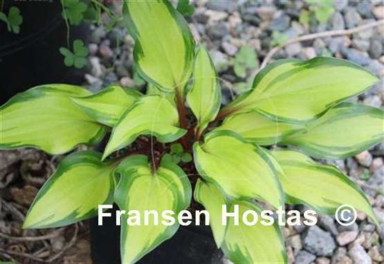 Hosta Pineapple Salsa