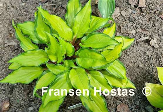 Hosta Pineapple Salsa