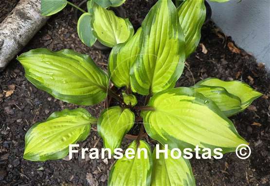 Hosta Pineapple Salsa