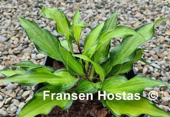 Hosta Pineapple Salsa