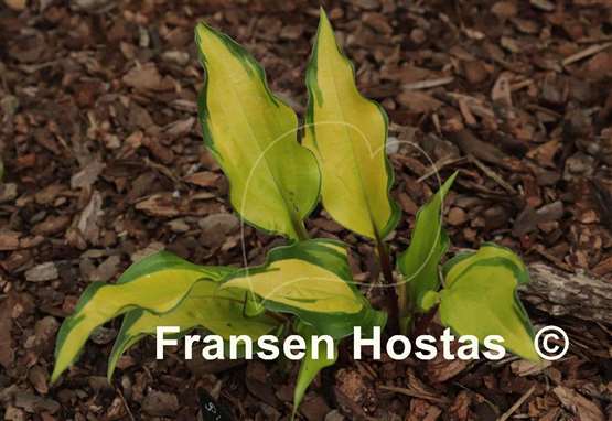 Hosta Pineapple Salsa